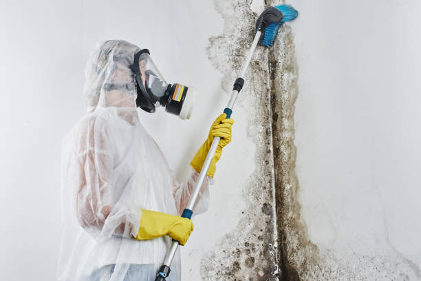 Best Residential Mold Remediation in Finderne, NJ