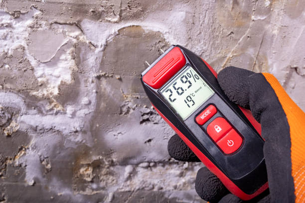 Best Commercial Mold Remediation in Finderne, NJ