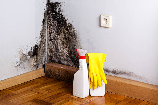 Best Mold Testing and Inspection Services in Finderne, NJ