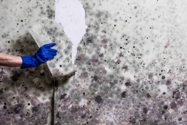 Best Basement Mold Remediation in Finderne, NJ